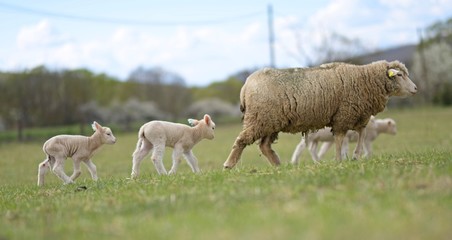Obraz na płótnie Canvas sheeps with lamb on farm