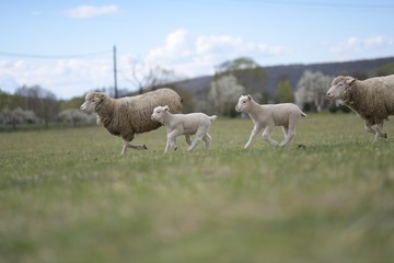 Fototapeta premium sheeps with lamb on farm