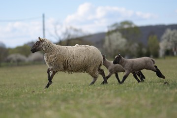 Fototapeta premium sheeps with lamb on farm