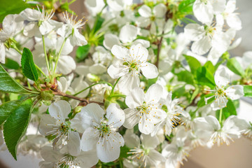 Spring white blooming flowers. Apricot, apple, cherry blooming branch