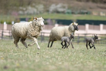 Fototapeta premium sheeps with lamb on farm