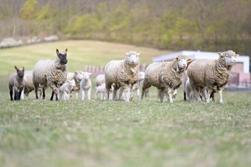 sheeps with lamb on farm
