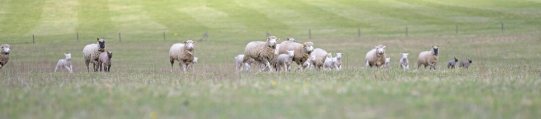 Naklejka na ściany i meble sheeps with lamb on farm