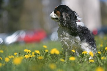 Fototapeta premium Cavalier King Charles Spaniel dogs without leash outdoors in the nature on a sunny day.
