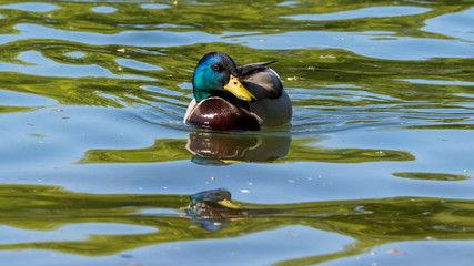 Stockente mit Spiegelbild,  Drillinge, Wasserspiegelung