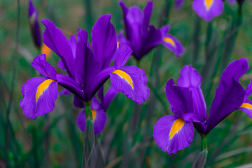 macro, fleur, printemps, mauve, nature, plante,  vert, jardin, fleures, fleurir, flore, beaut&eacute;, saison, gazon, floral, p&acirc;ques, naturel, iris, prairie, gros plan
