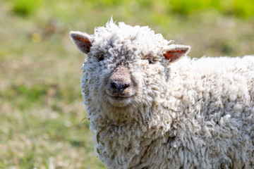 A sheep looking at the camera, with a shallow depth of field