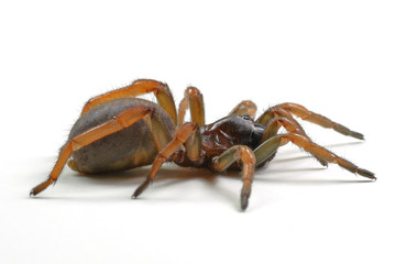 spider mygal isolated on a white background