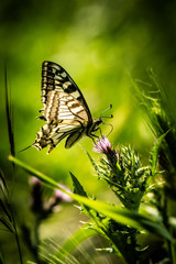 Swallowtail butterfly on a flower (Papilio machaon)