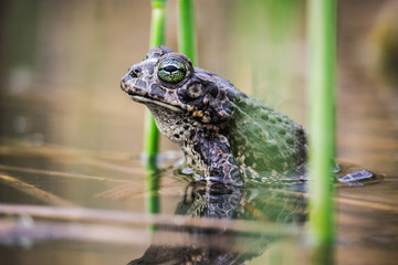 Frog or toad close up sitting in the water among the grass and reeds. Amphibian in its natural habitat