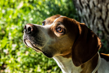Pointer dog looking up with sparkling eyes