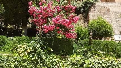 Granada is the famous ancient city in Andalusia, Spain