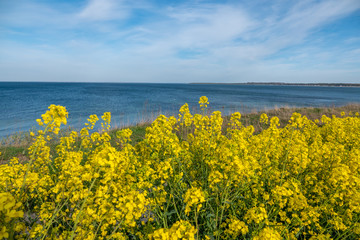 Fototapeta na wymiar yellow rape plant stands in a yellow rape field and in the background is the Baltic Sea