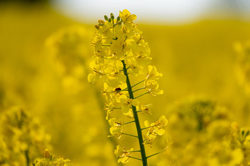 Obraz premium yellow rape plant stands in a yellow rape field