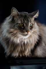 Naklejka na ściany i meble A beautiful Norwegian Forest Cat lies and rests in the apartment on a dark background