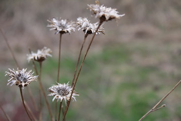 dry flower in the grass in the meadow in early spring