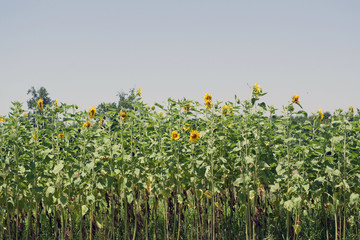 Sunflower Field 