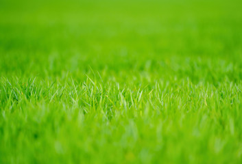 Bokeh green grass