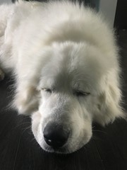 Great Pyrenees puppy  is sleeping on the floor