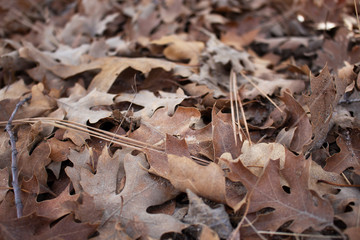 golden leaves california