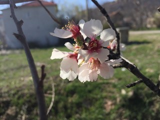 peach tree blossom