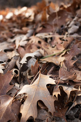 golden leaves california