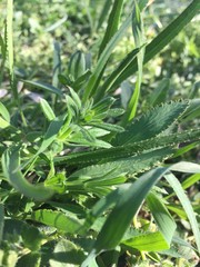 aloe vera plant