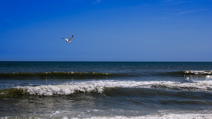 Bird in Flight (16x9) 2