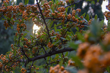 Orange berries on the branches-orange pyracantha