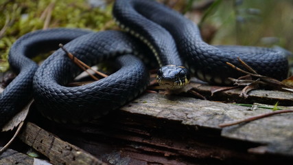 A young, medium black grass snake with beautiful scales, expressive round eyes and a fixed gaze lies on a dry trunk of a fallen tree, among dry leaves and moss on a spring-summer day in the forest. 
