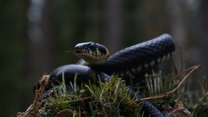 Spring summer day in the forest. A grass snake lies on a bump among moss and green grass, in a natural environment, with its head slightly raised, its tongue sticking out a little, and carefully looks
