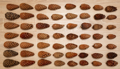 Top vieve pine cones background