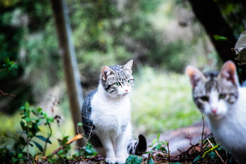 Cats in the forest