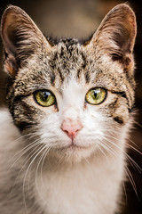 Young cat looking at camera with green sparkling eyes