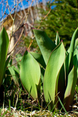 Green shoots of tulips yearn for the sky