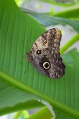butterfly on green leaf