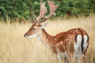 deer in the grass