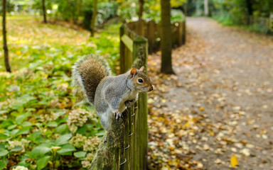 squirrel on the tree