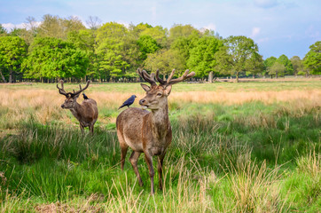 deer in the grass