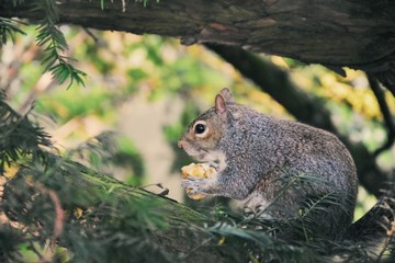 squirrel in the park