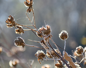dry flowers in the snow