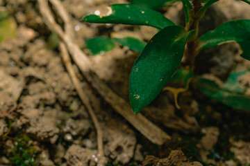 Green plant details. Dark moody tones for background. Close-up macro photography.