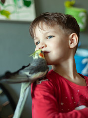 a child with a parrot on his shoulder kisses him, the child takes care of the pets