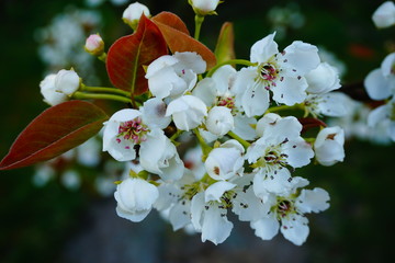 Grusza azjatycka Shinseiki rozkwit kwiatów © Anna