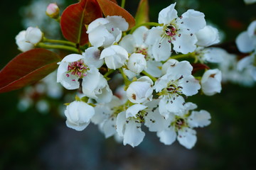 Kwiaty gruszy azjatyckiej Shinseiki © Anna