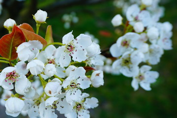 Kwiat gruszy azjatyckiej Shinseiki © Anna