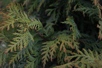 green branches of thuja in spring are juicy and beautiful background
