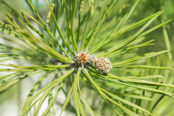 a pine tree has a Bud in the spring and a pinecone begins to grow among the green needles