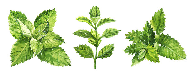 Watercolor hand painted mint plant illustration isolated on white background