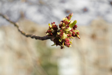 in the spring the Bud of the ash maple has opened and the small new leaves are shining in the sun